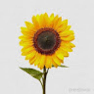 Meet your Posher, Simran